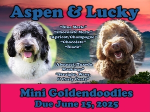 Mini Goldendoodles (Aspen x Lucky) SM25
